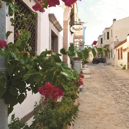 Siyah Lale Cunda * Sakarya (Aegean)